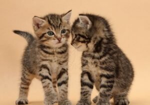 5- Gatito