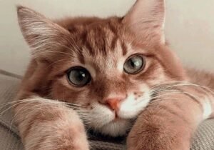 2- Gato