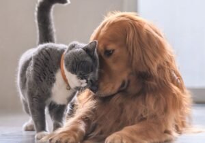 3- Perro y Gato