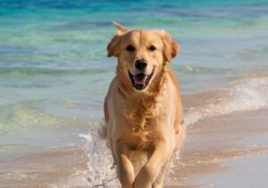 1- Perro Adulto
