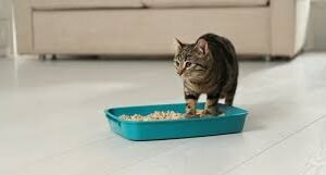 Sanitarios Para Gatos