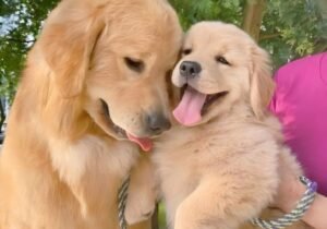 9.1- Adulto y Cachorro